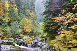 quartzville creek fall graphic